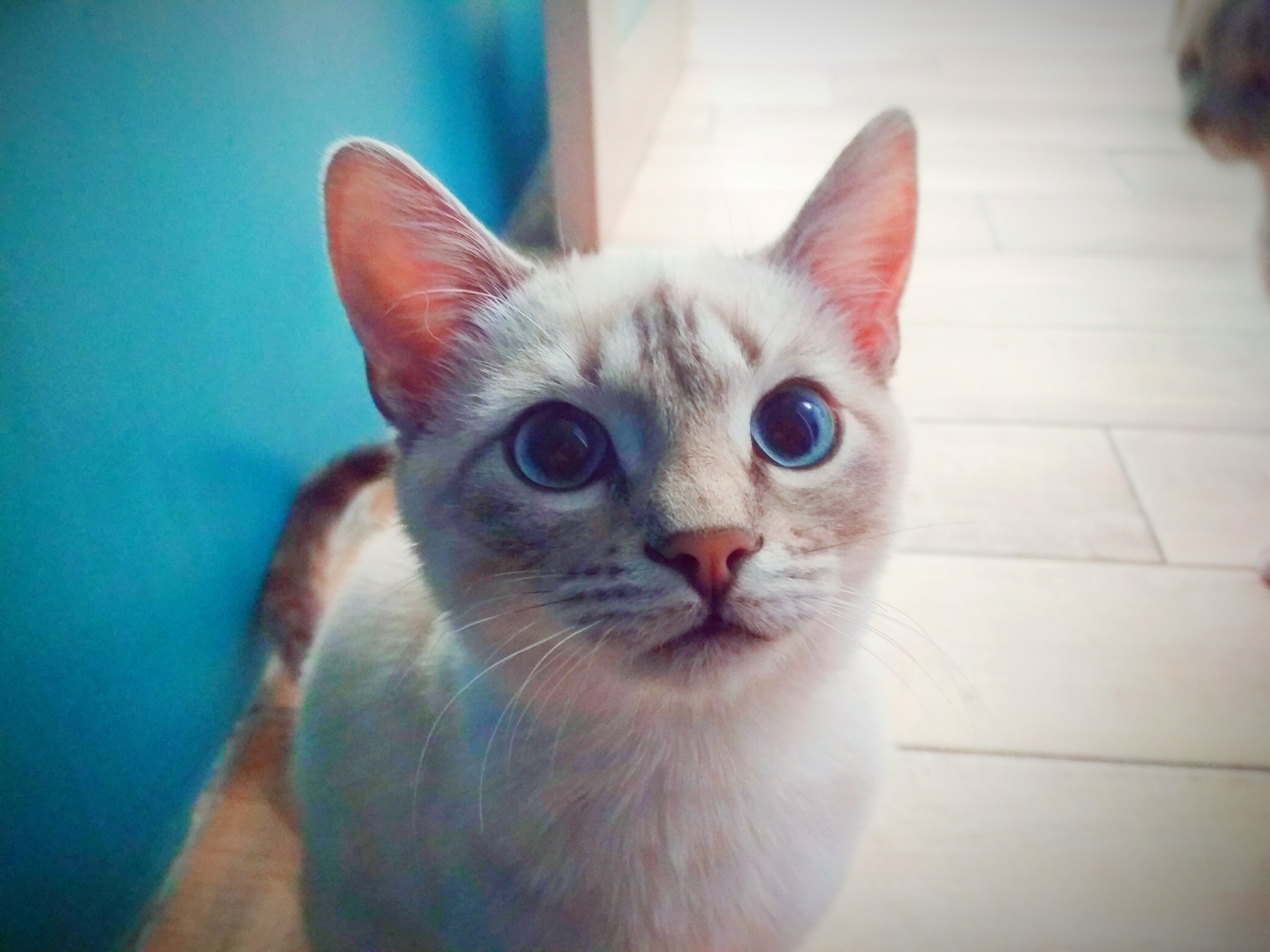 EYES *________* - My, Xiaomi redmi 4x, cat, Eyes, The photo