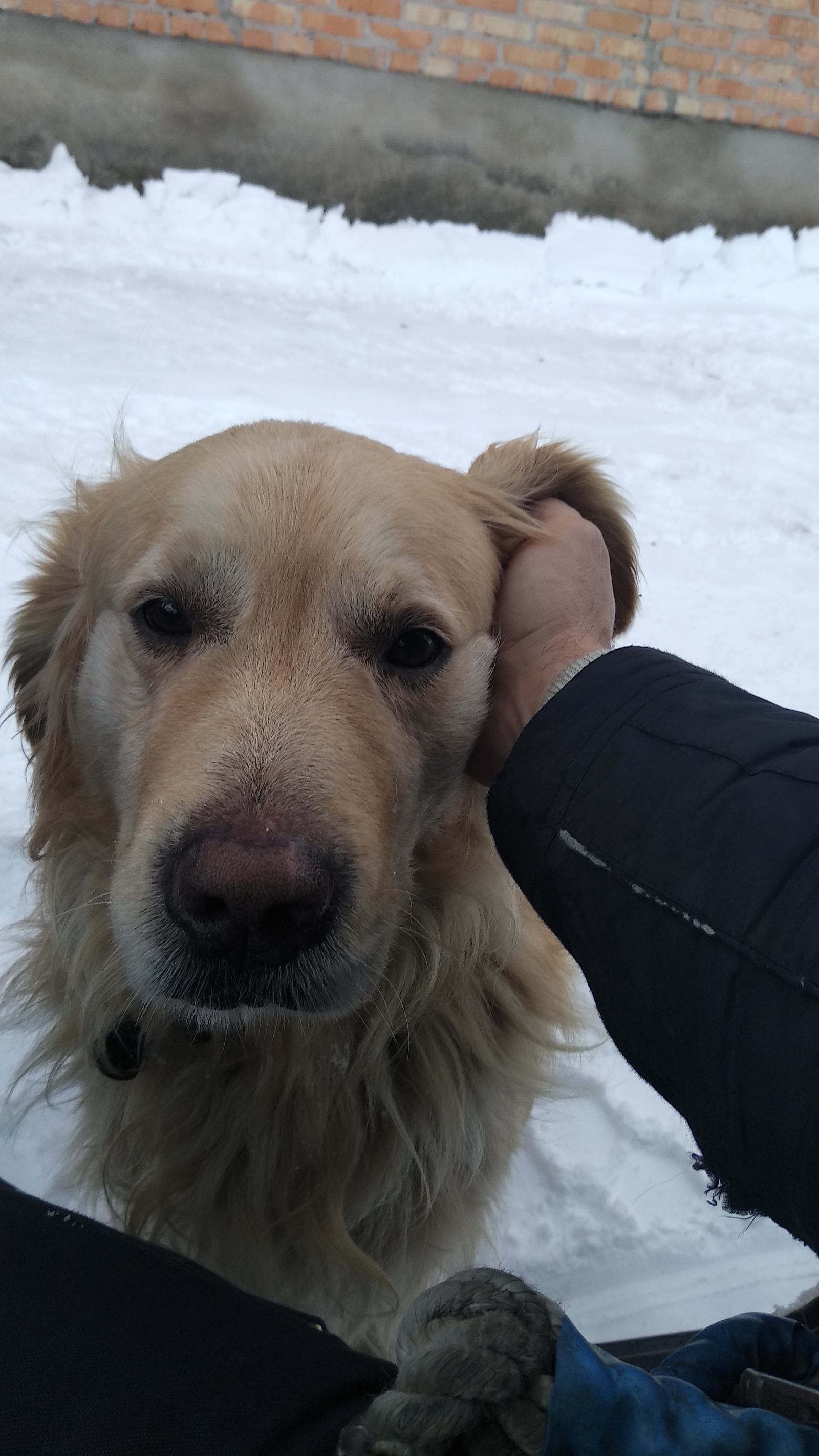 The dog decided to say hello) - My, Golden retriever, , , Longpost, Dog, Pets