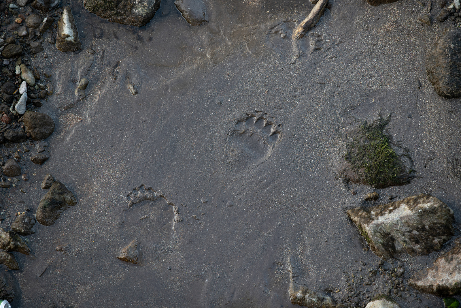 Kamchatka and its wonders - My, Kamchatka, The photo, The mountains, Dog, Alaskan Malamute, Longpost