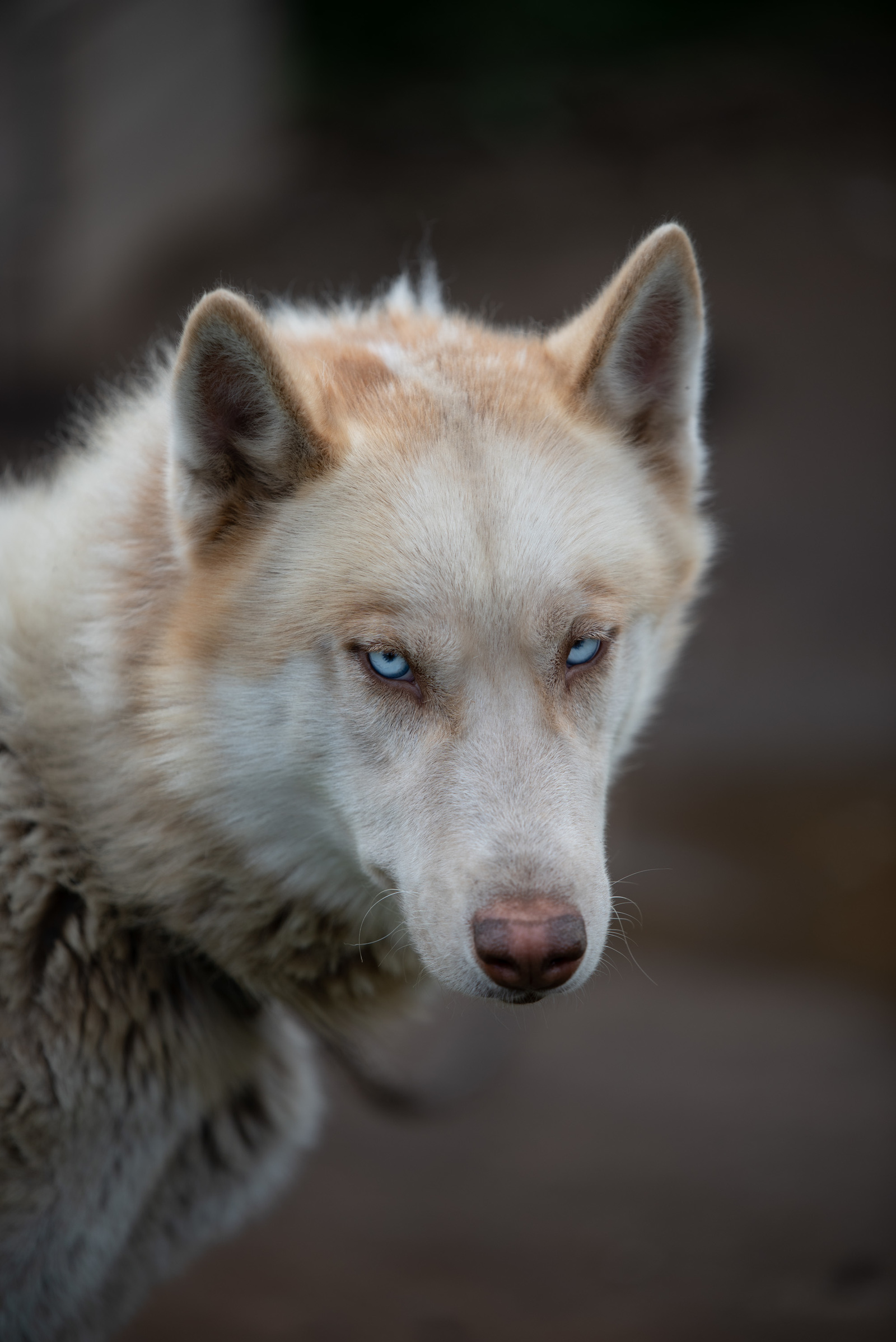 Kamchatka and its wonders - My, Kamchatka, The photo, The mountains, Dog, Alaskan Malamute, Longpost