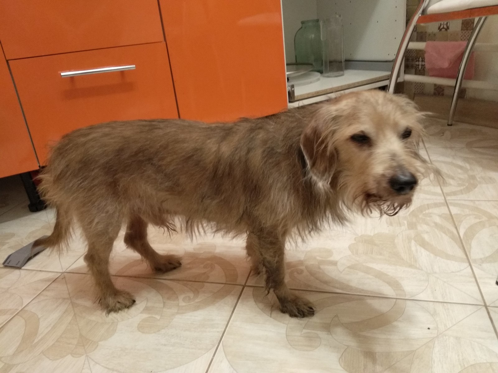 Found a dog. Moscow, Bibirevo, Belozerskaya street. - My, Dog, No rating, Lost, The dog is missing, Found a dog, Pets, Help, Bibirevo, Longpost, Helping animals