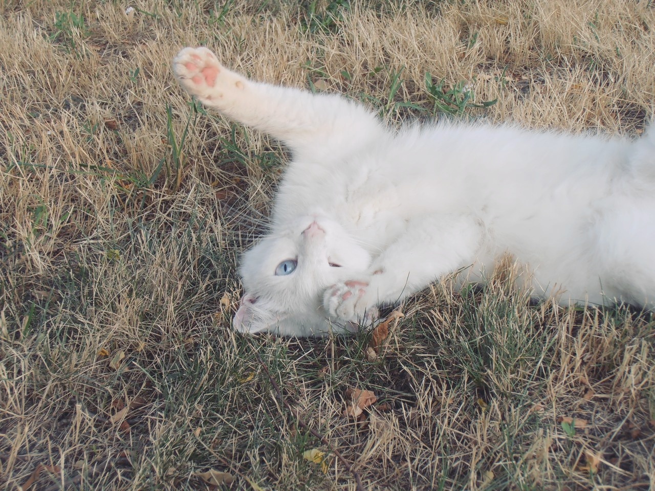 White cat with heterochromia - White, cat, Catomafia, Heterochromia, Anapa, Animals