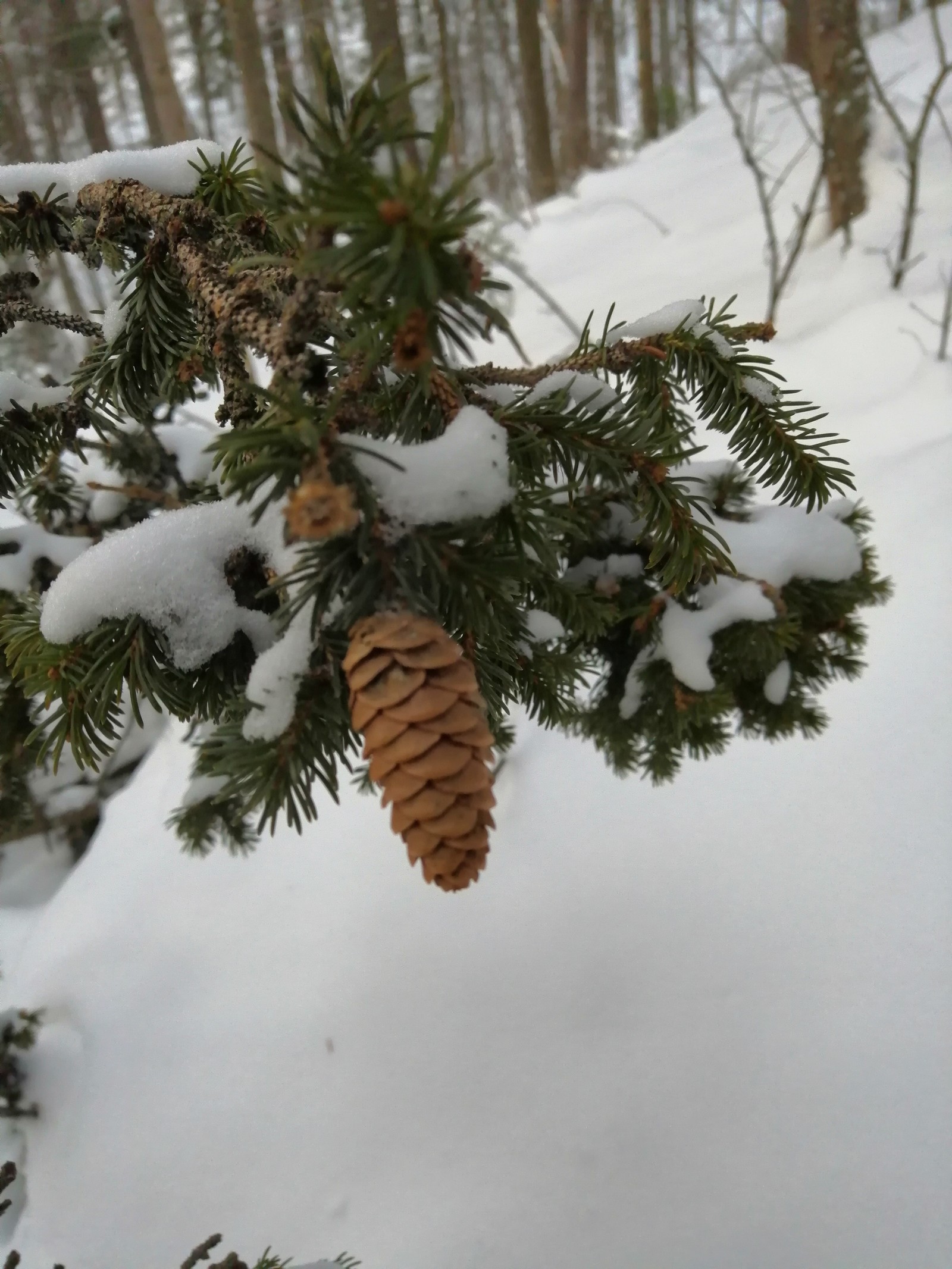 Cone - My, Forest, Taiga, Winter, Snow