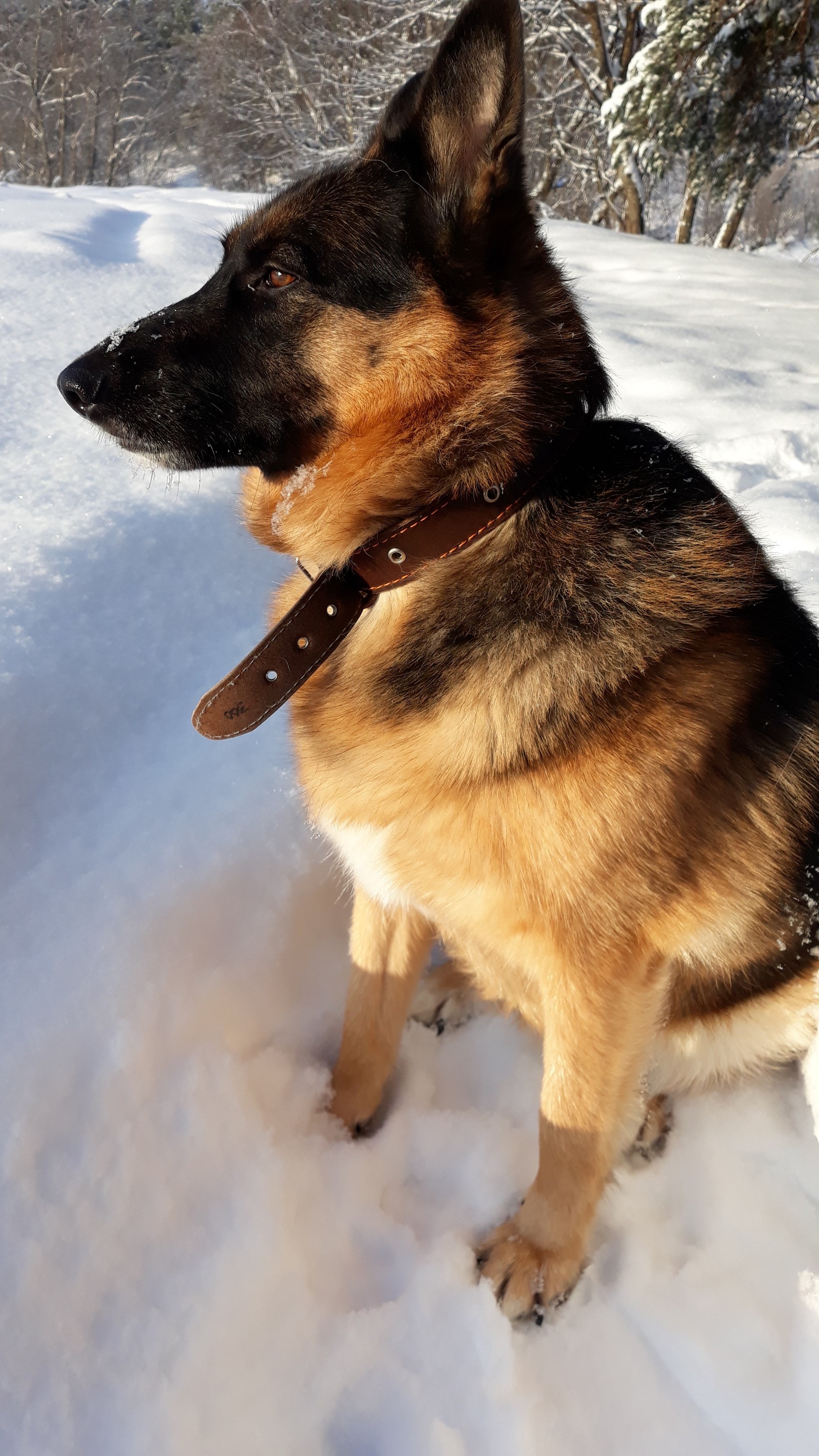 Redness. - My, Dog, Winter, The photo, Snow, Longpost