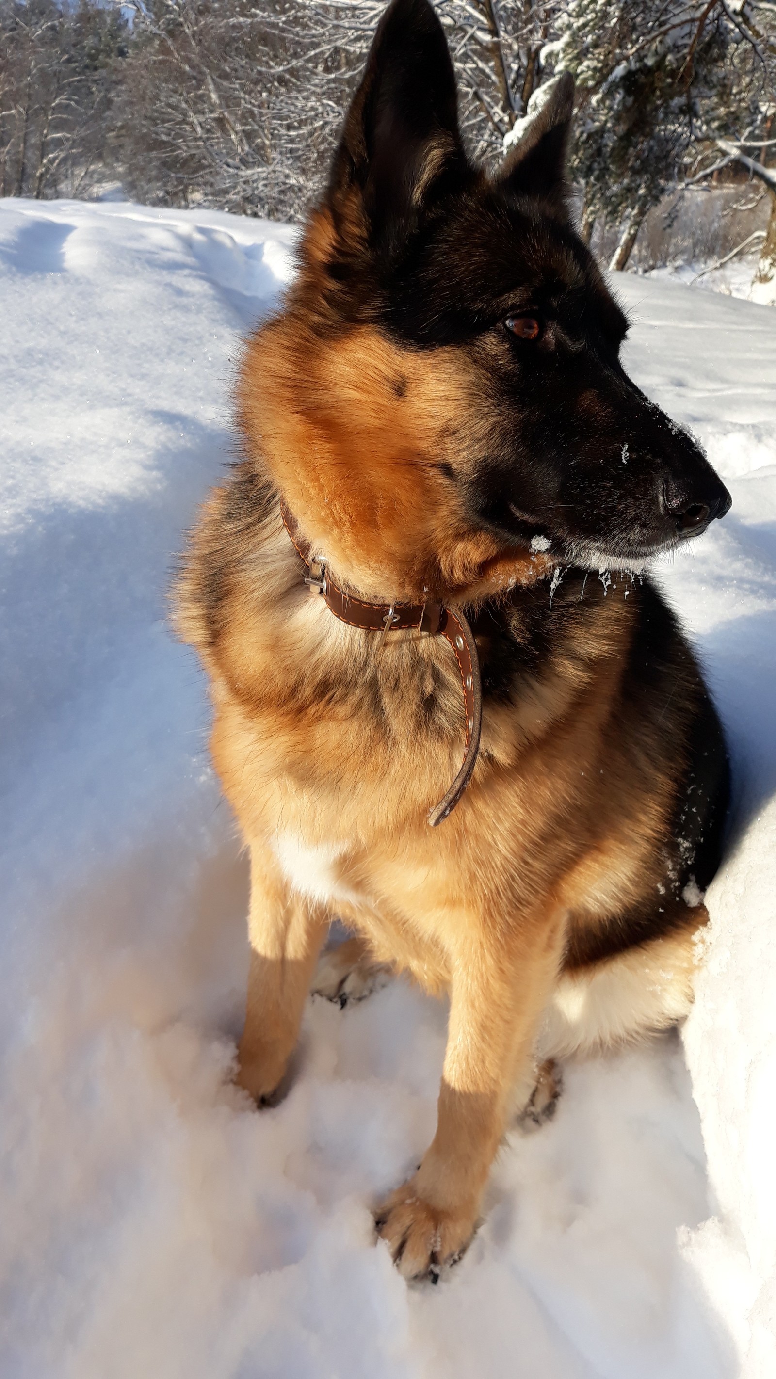 Redness. - My, Dog, Winter, The photo, Snow, Longpost