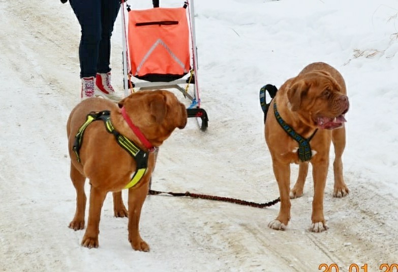 And they take me away! Two red horses! - My, Dog, , Riding sports, Video, Longpost