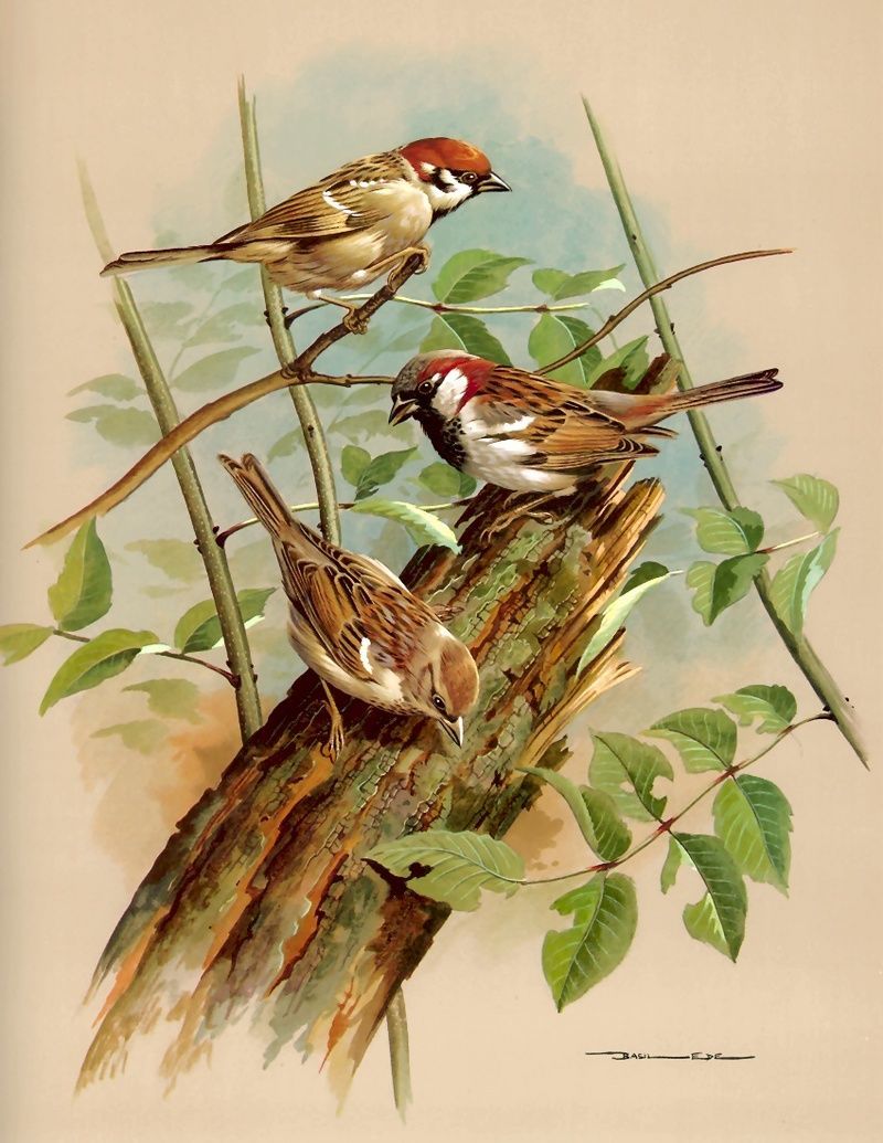 Sparrows - Sparrow, Birds, Images, Painting, beauty