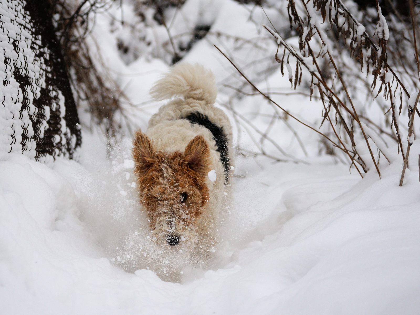 Snow lover. - My, Dog, Snow, Winter, Pets, The photo, Longpost, Fox terrier