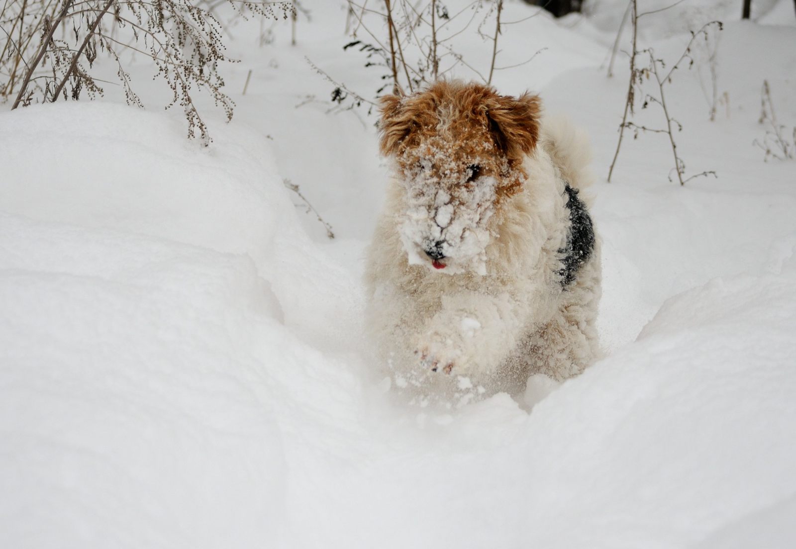 Snow lover. - My, Dog, Snow, Winter, Pets, The photo, Longpost, Fox terrier