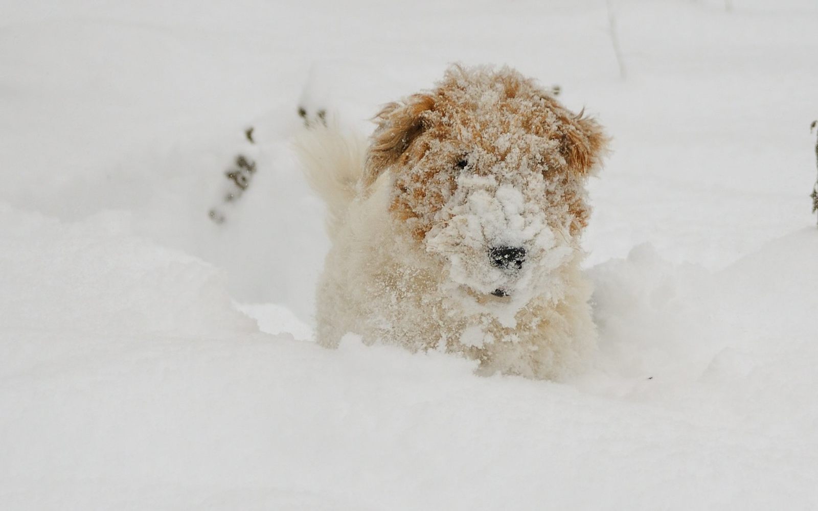 Snow lover. - My, Dog, Snow, Winter, Pets, The photo, Longpost, Fox terrier