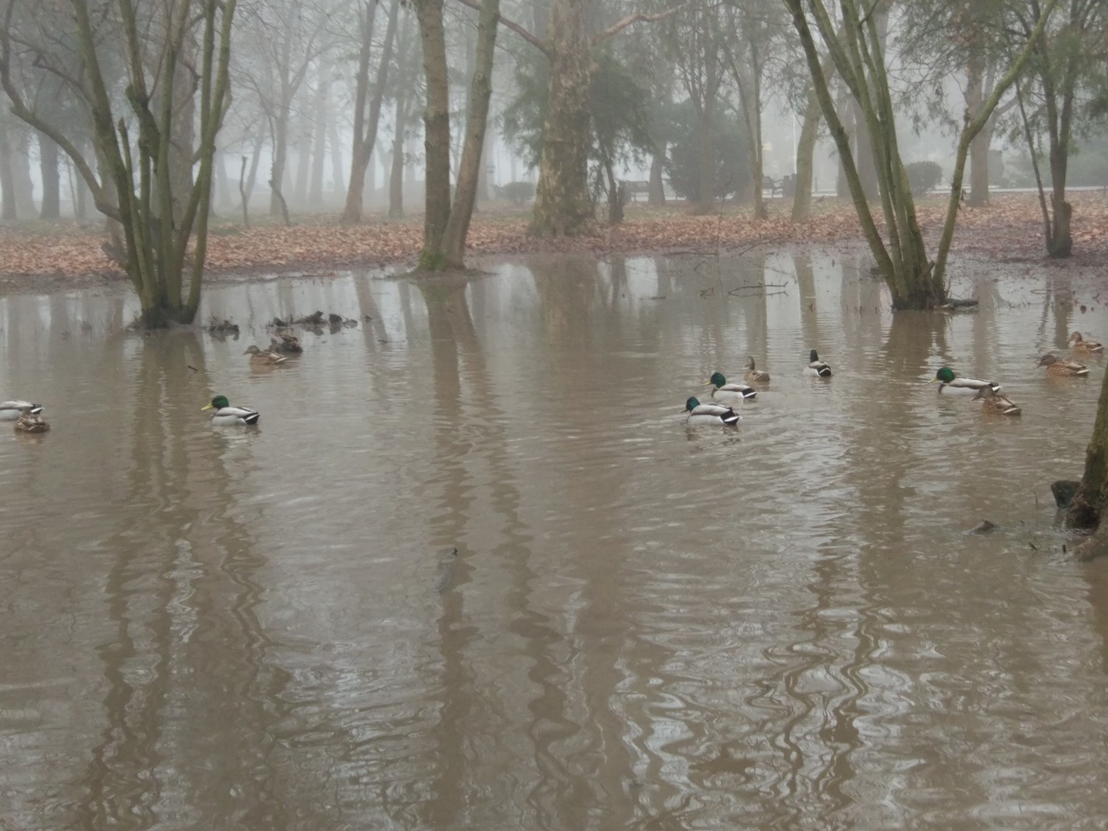 super puddle - Simferopol, Crimea, The park, Puddle, Wild ducks, Longpost