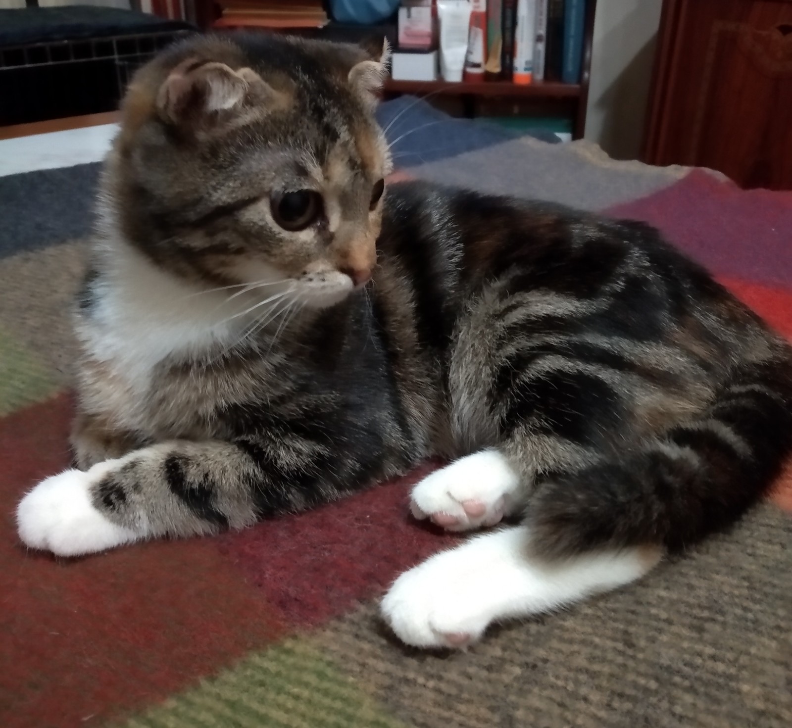 a Christmas gift - My, Scottish lop-eared, Longpost, cat