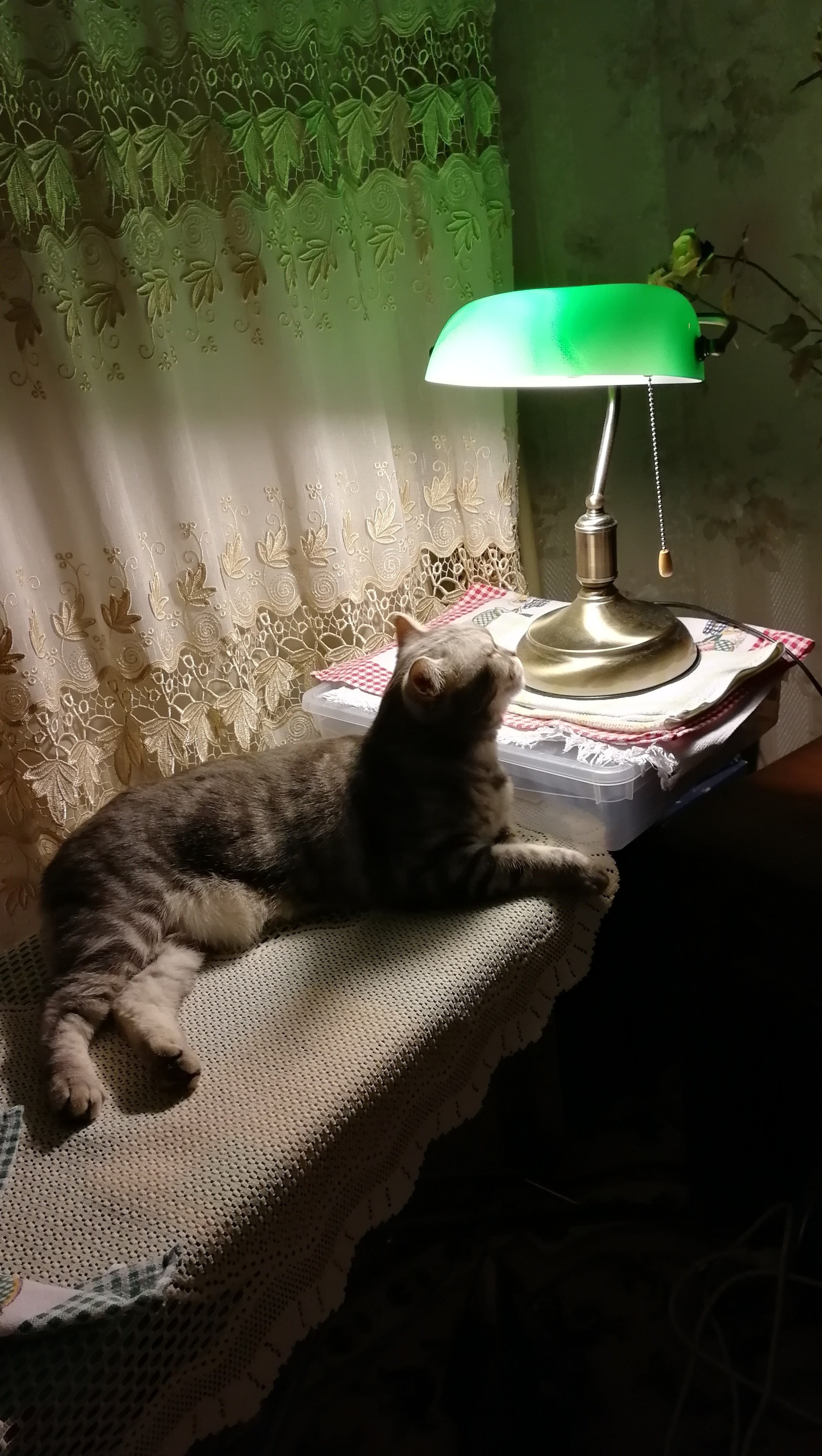 My cat lamp - My, cat, , Cat with lamp, Images, Fanya, Longpost