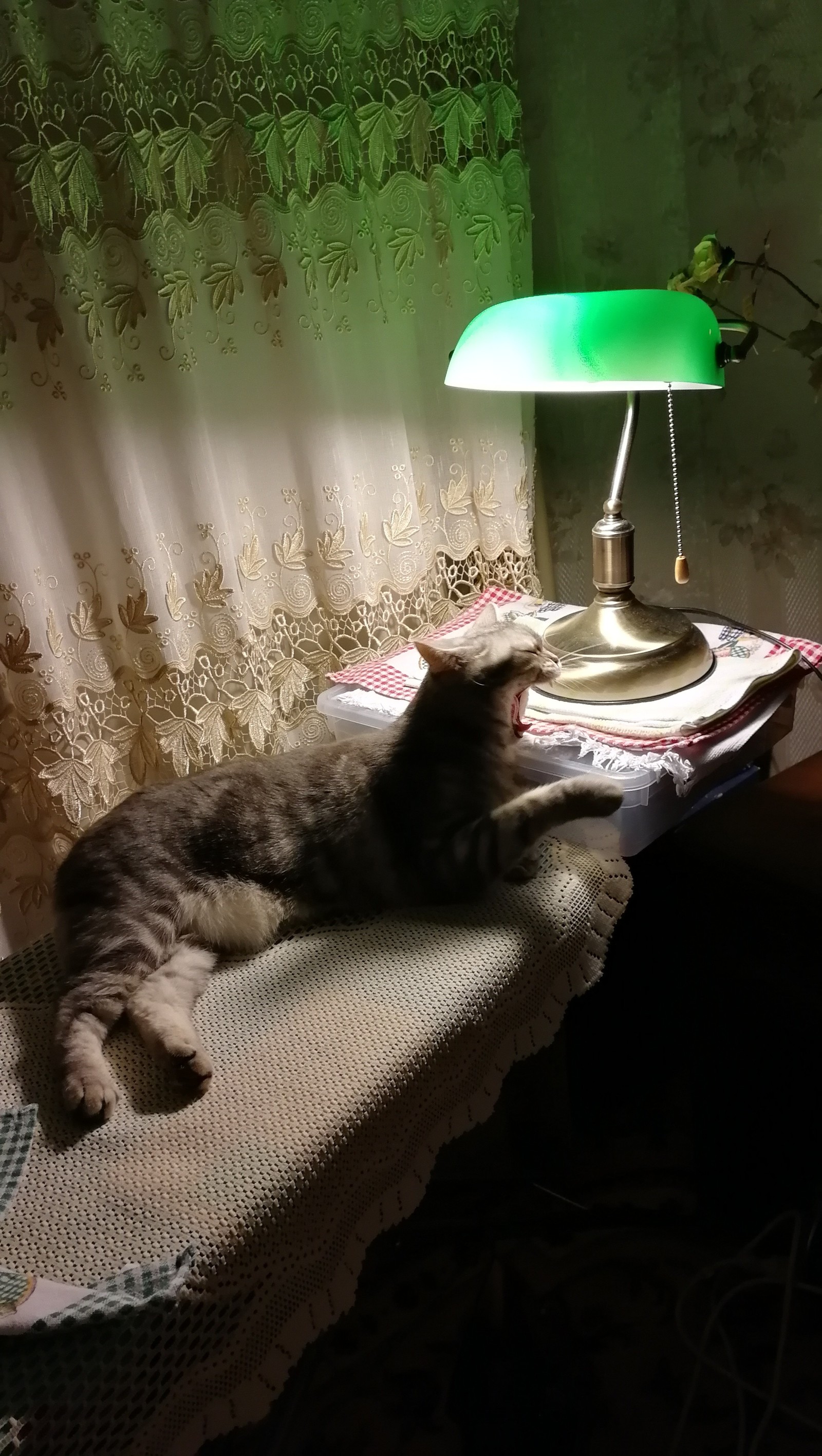 My cat lamp - My, cat, , Cat with lamp, Images, Fanya, Longpost