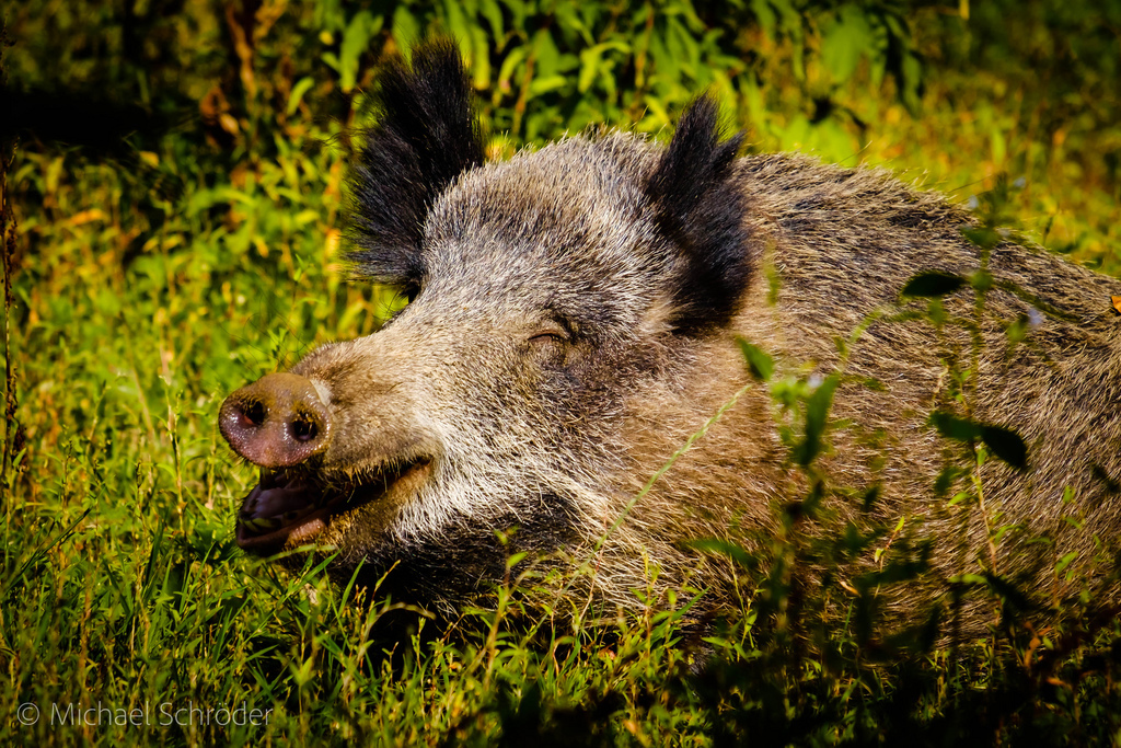 Photo - The photo, Images, Boar