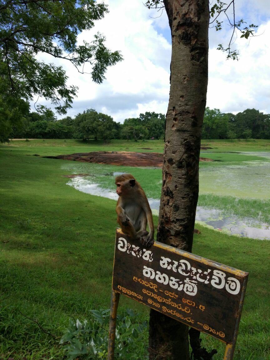 On a moped in Sri Lanka. - My, Travels, Sri Lanka, Moto, Motorcycle travel, Sea, Asia, Ceylon, Tourism, Longpost