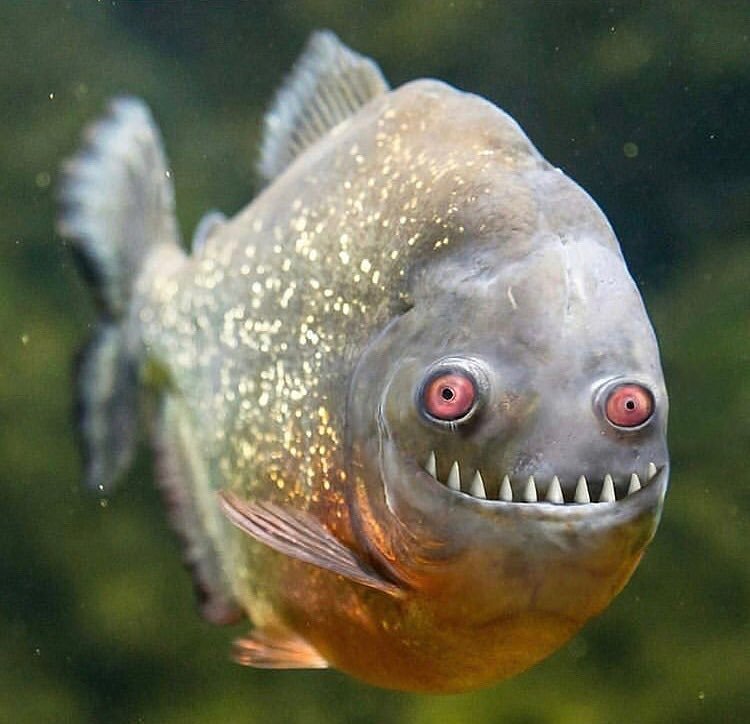 Smile) - A fish, Smile, Teeth