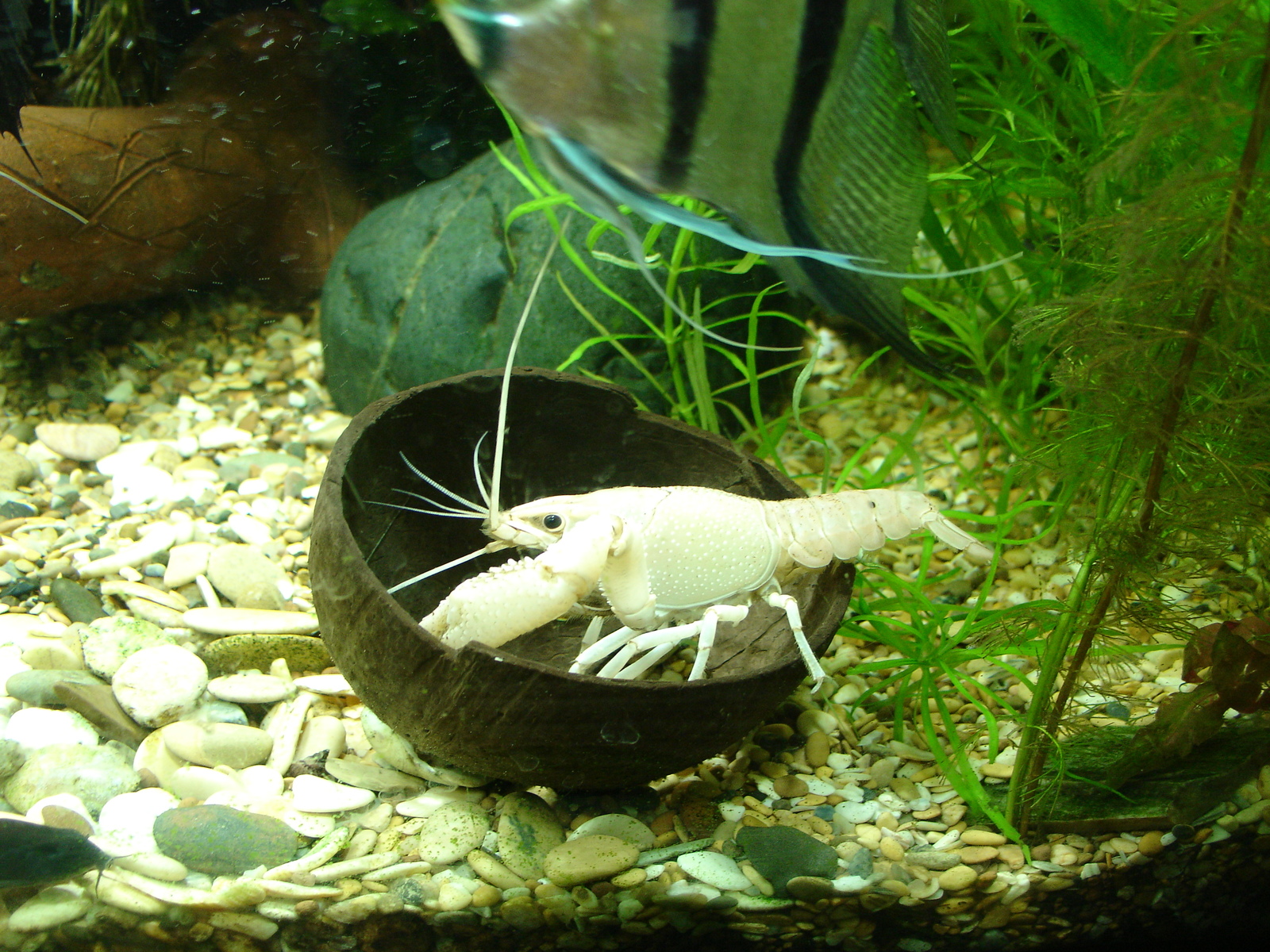 A few crayfish in a ribbon - My, Aquarium, Crayfish, Animals, Longpost