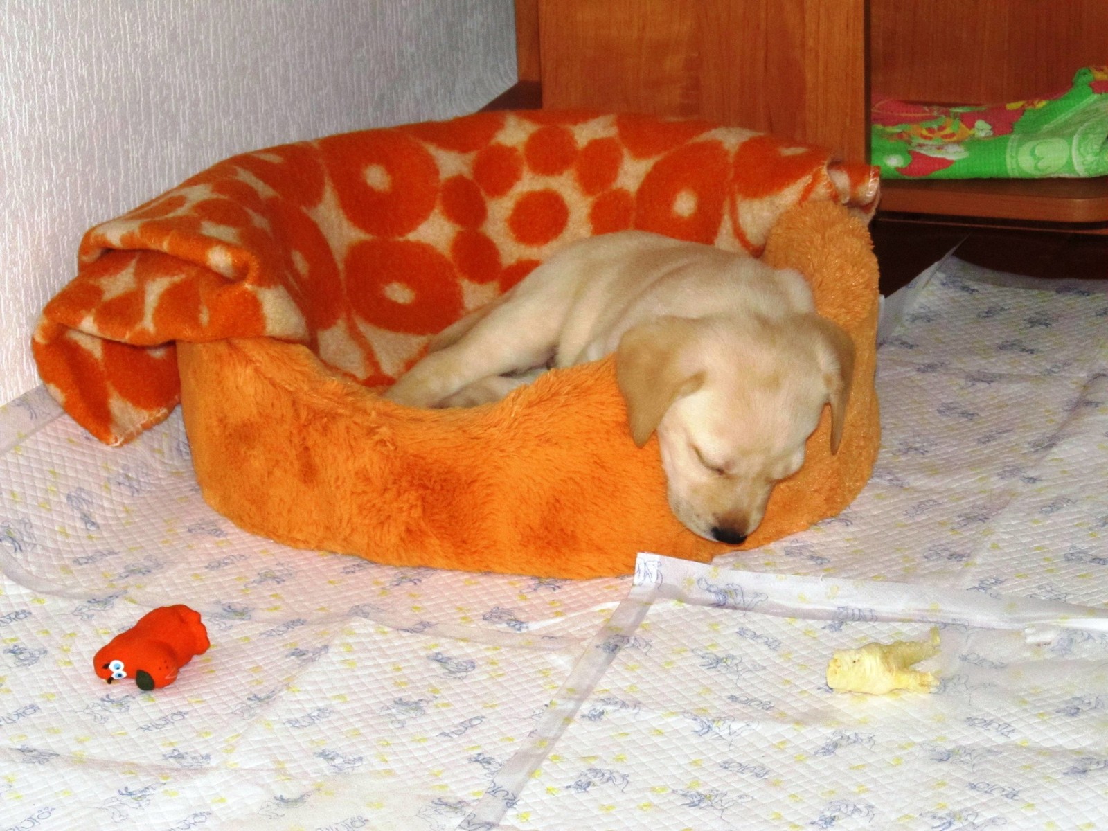 I feel so comfortable. - My, Dog, Labrador, Dream, Longpost, It Was-It Was