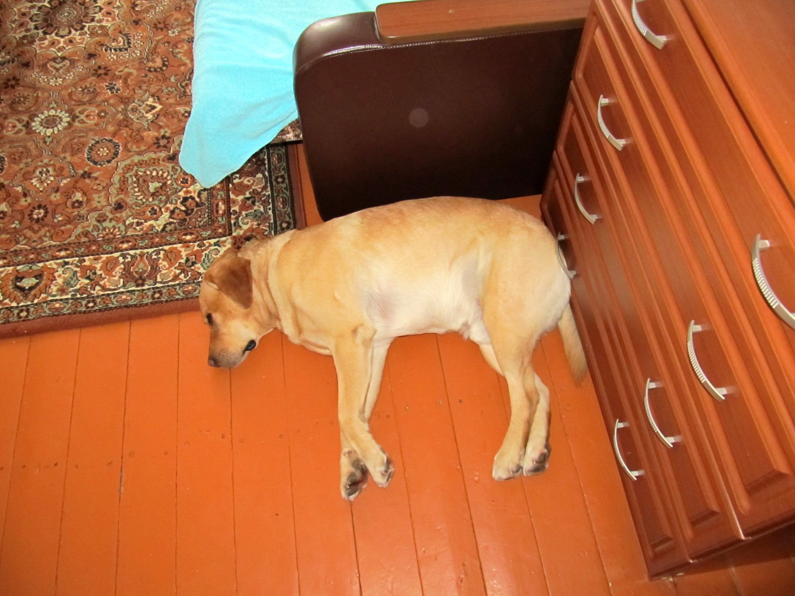 I feel so comfortable. - My, Dog, Labrador, Dream, Longpost, It Was-It Was