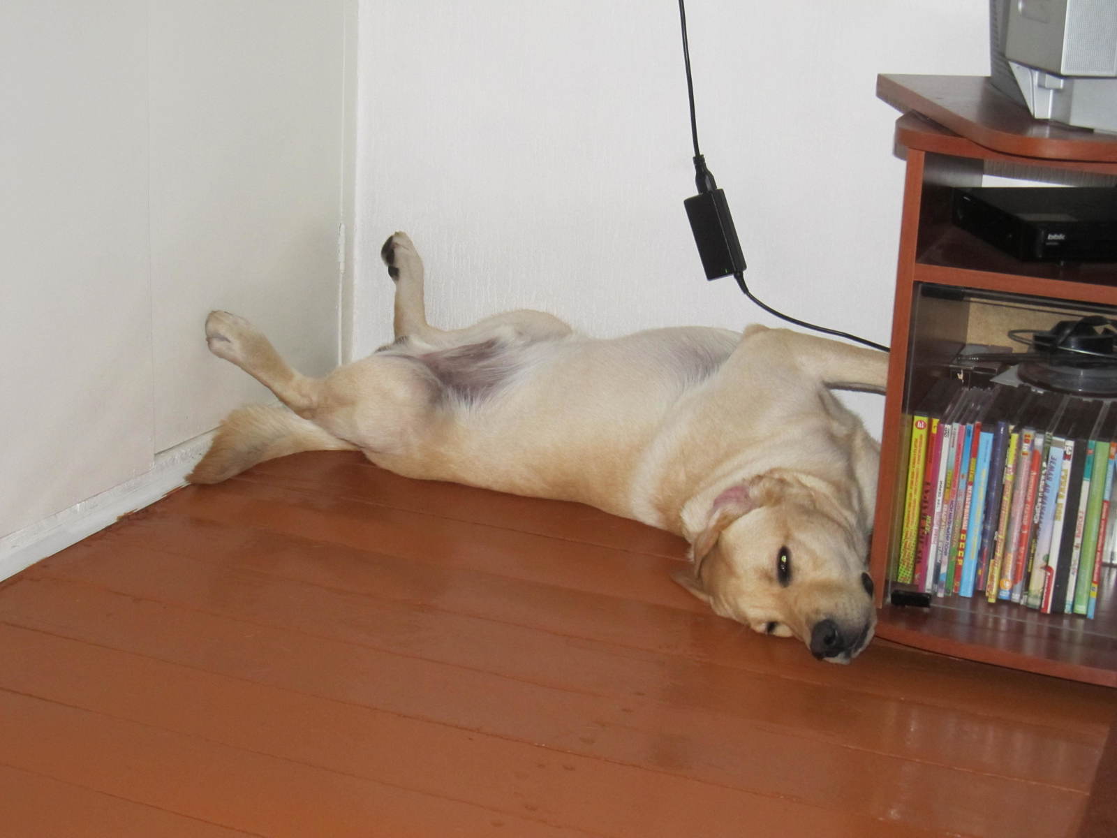 I feel so comfortable. - My, Dog, Labrador, Dream, Longpost, It Was-It Was