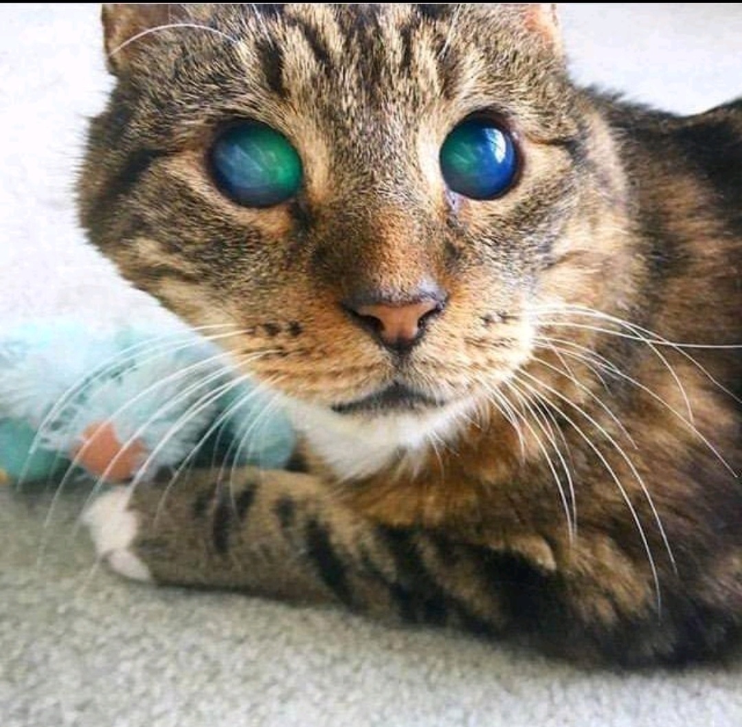 This look is just space - cat, Images, Blind, The blind