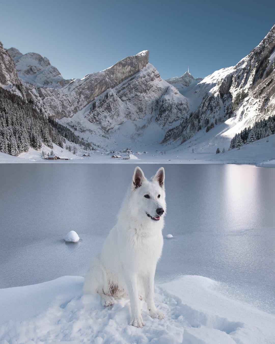 Dog in the mountains - Dog, The mountains, Longpost, The photo