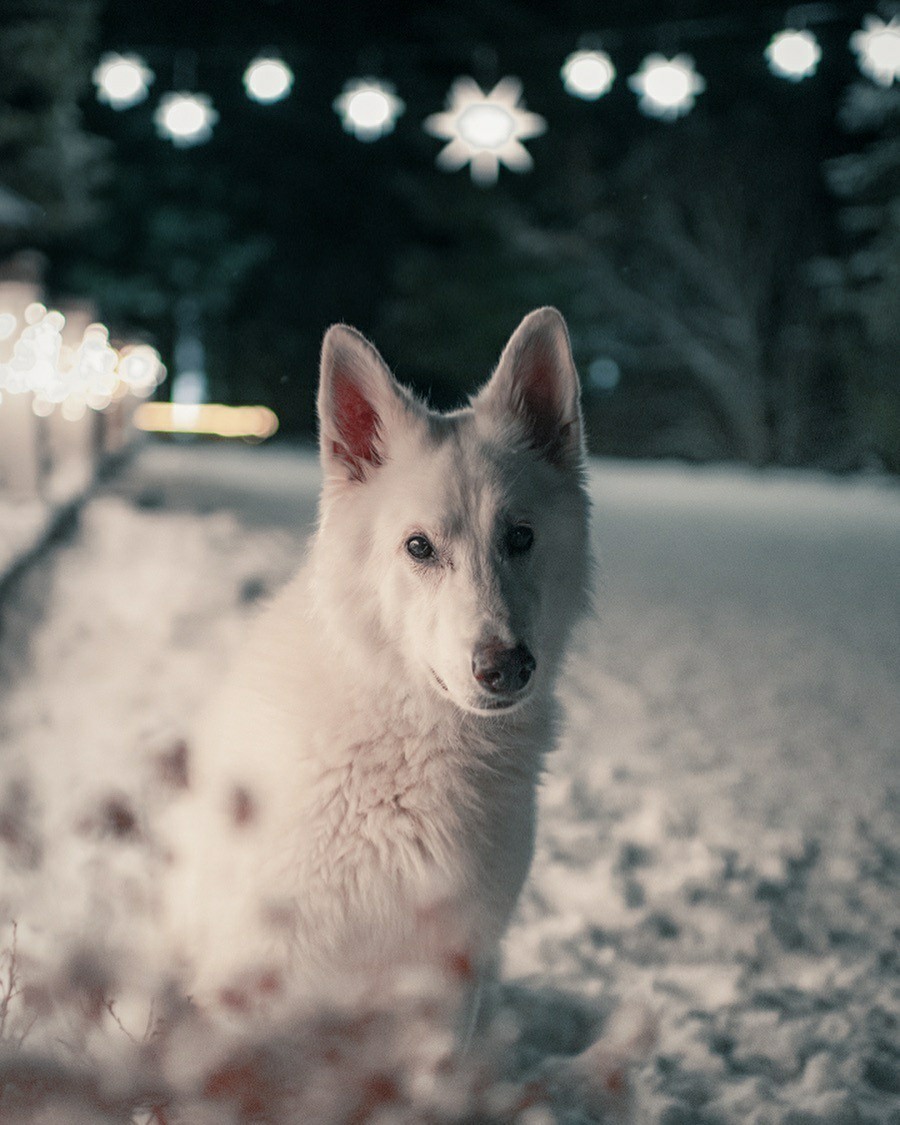 Dog in the mountains - Dog, The mountains, Longpost, The photo