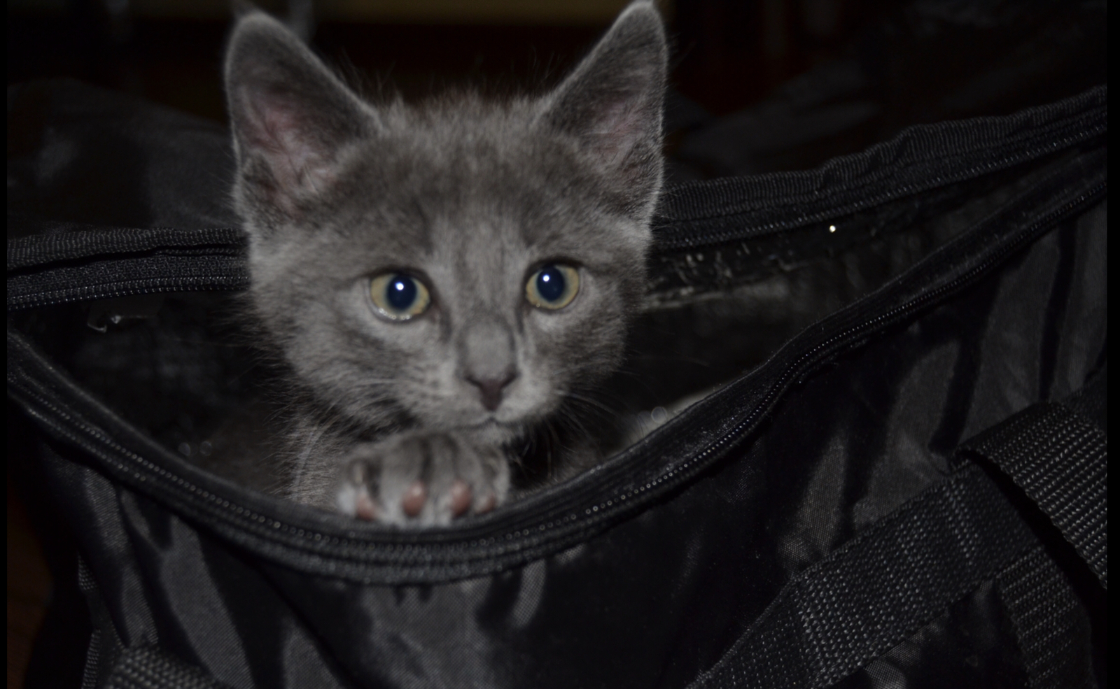 First cat in my life - My, Russian blue, cat, Pet, The photo, Story, True story, Video, Longpost, Pets