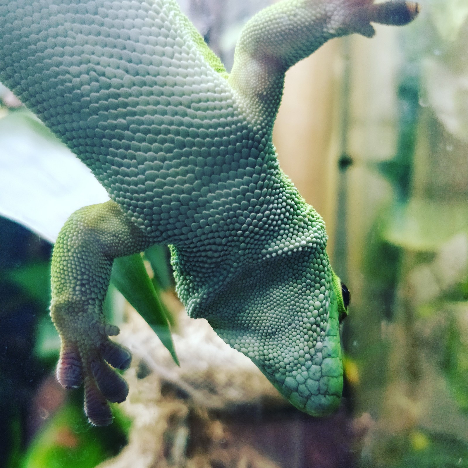 Scales of Felzuma Grandis - My, Saint Petersburg, Reptiles, Felzuma, Gecko, Pets, The photo