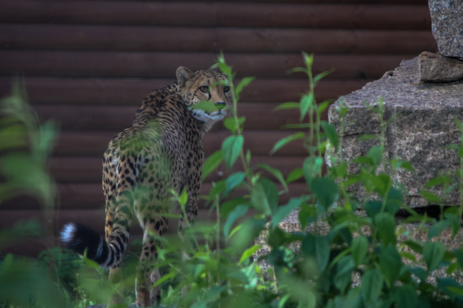 The cat epic continues - My, Chelyabinsk Zoo, Chelyabinsk, Animals, Cheetah, Nature, Longpost, The photo