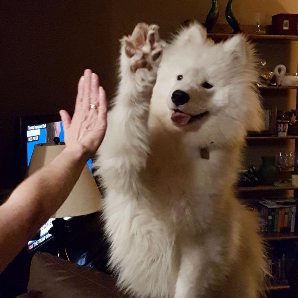 High five! - Dog, Pets, Milota, Images, Animals