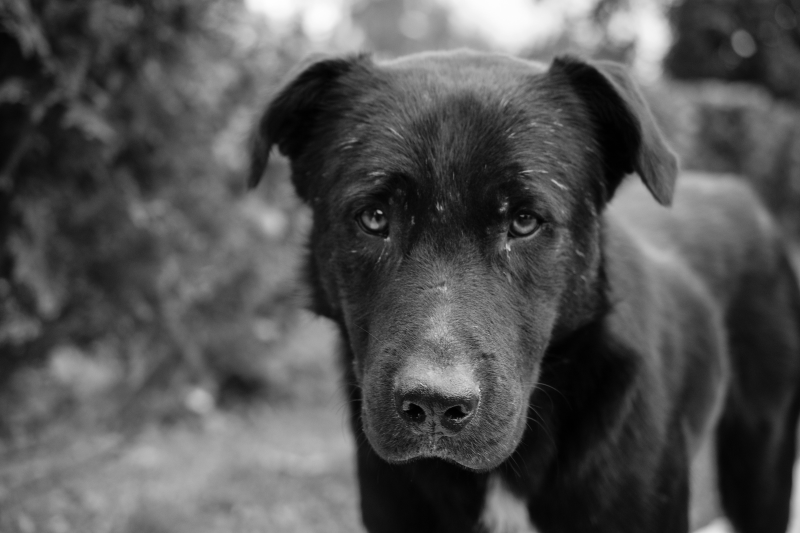 street dog - My, , Dog, Nikon d3100, 