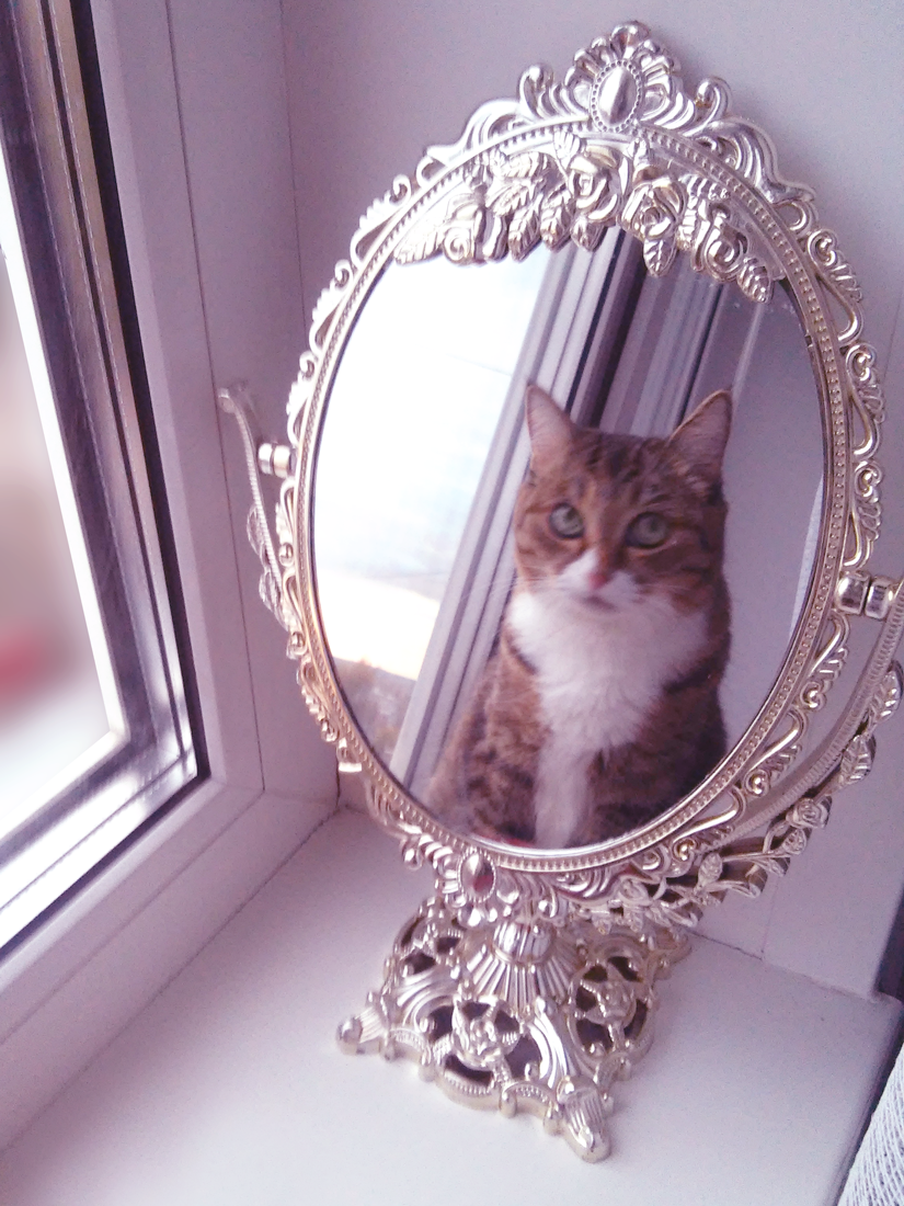 When you caught a cat for narcissism - My, cat, Mirror, Catomafia