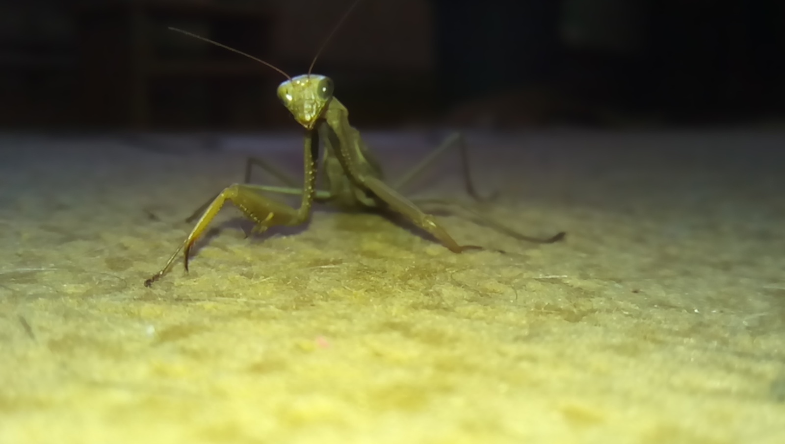 End of October and the female praying mantis - My, Mantis, Hobby, Arthropods, Insects, Longpost