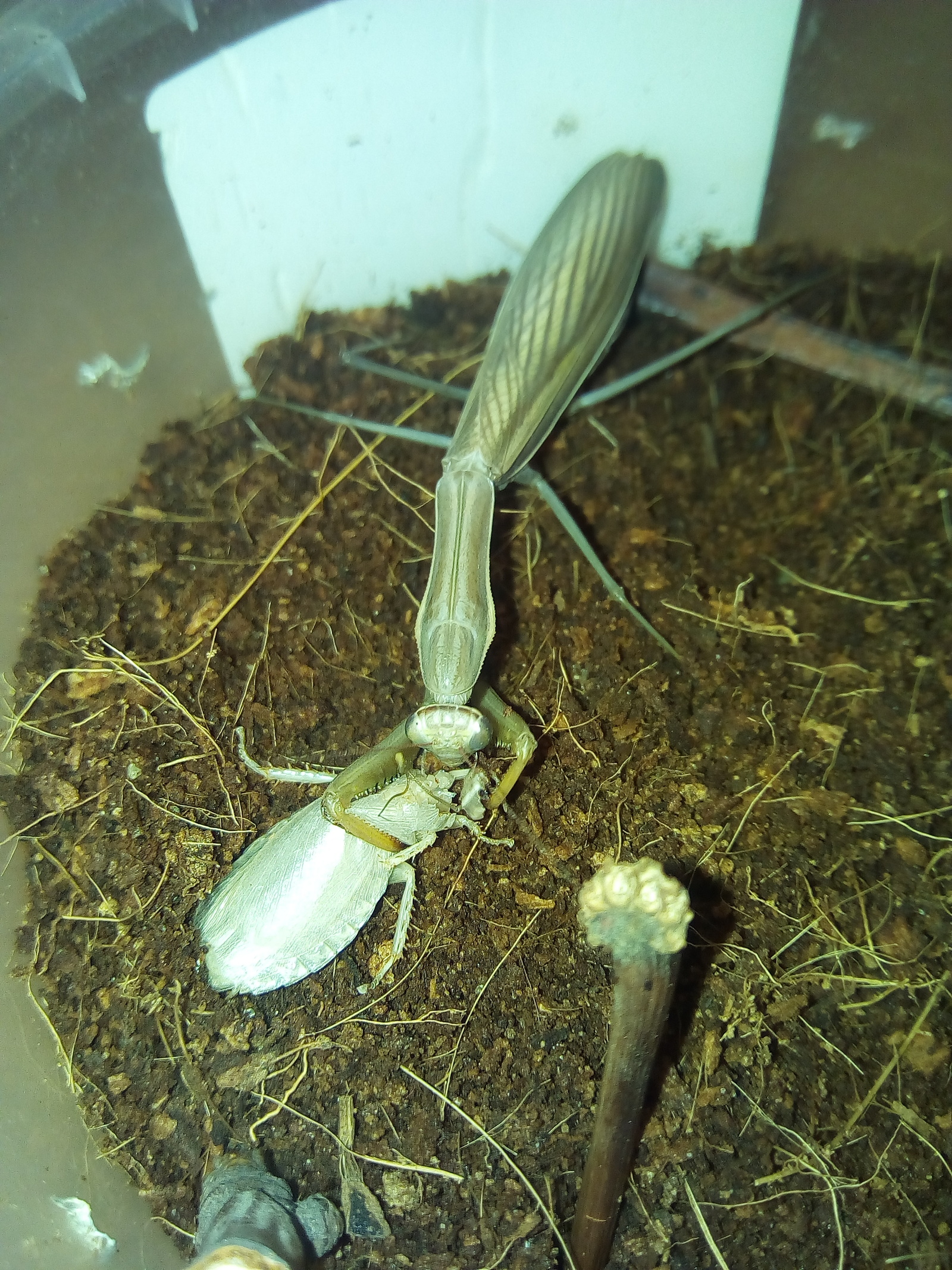 End of October and the female praying mantis - My, Mantis, Hobby, Arthropods, Insects, Longpost