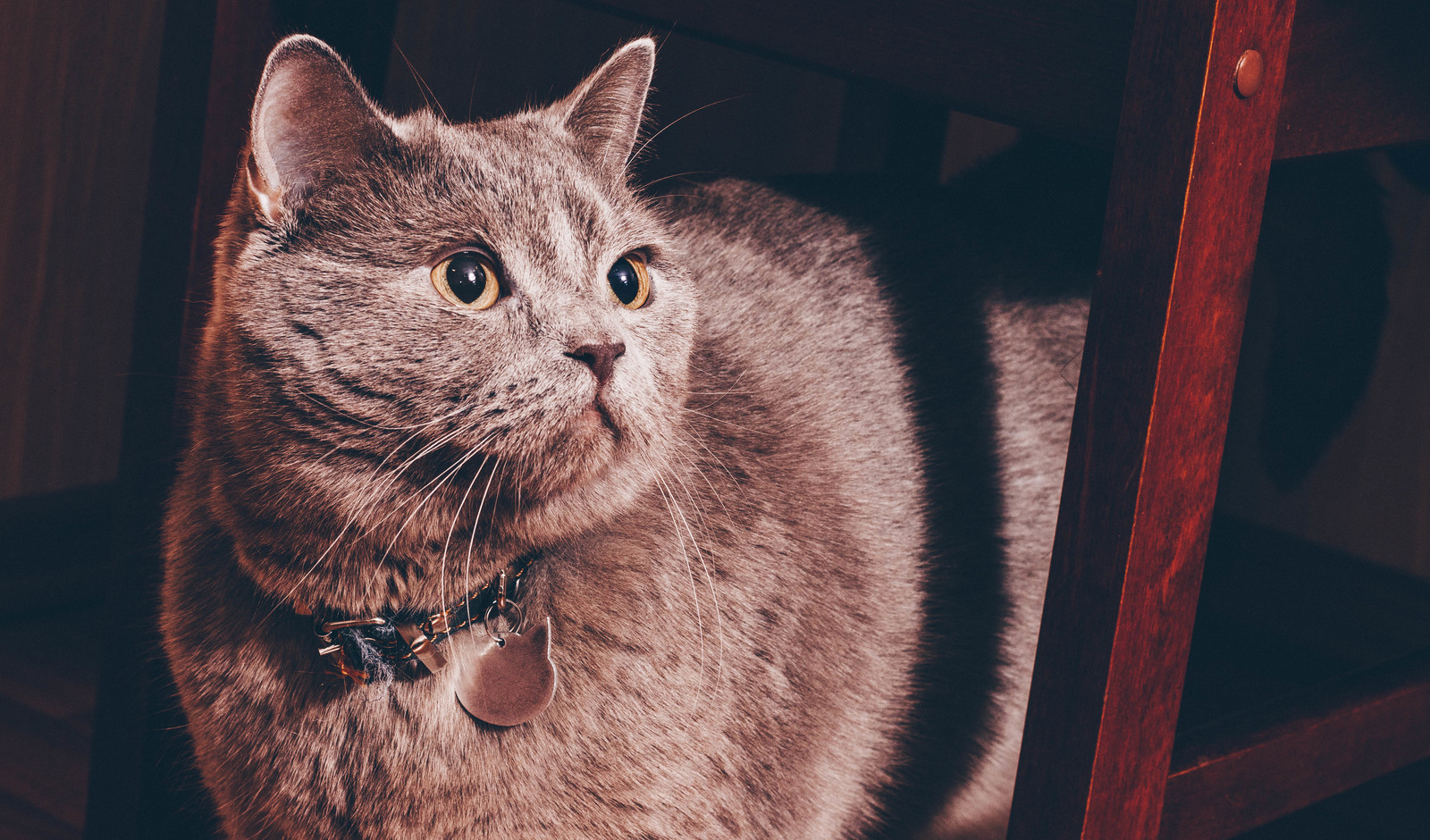 His name is Elvis. Hello! - My, cat, Blue, Animals, , British, Portrait, Beginning photographer