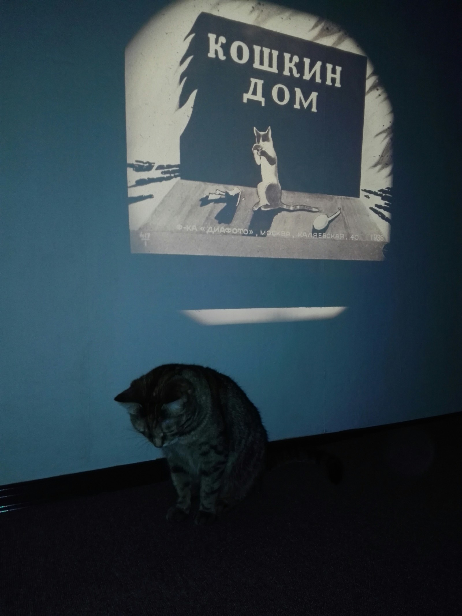 Slides from 1940. - My, Slide, Made in USSR, cat, Leisure, Slide show, Longpost