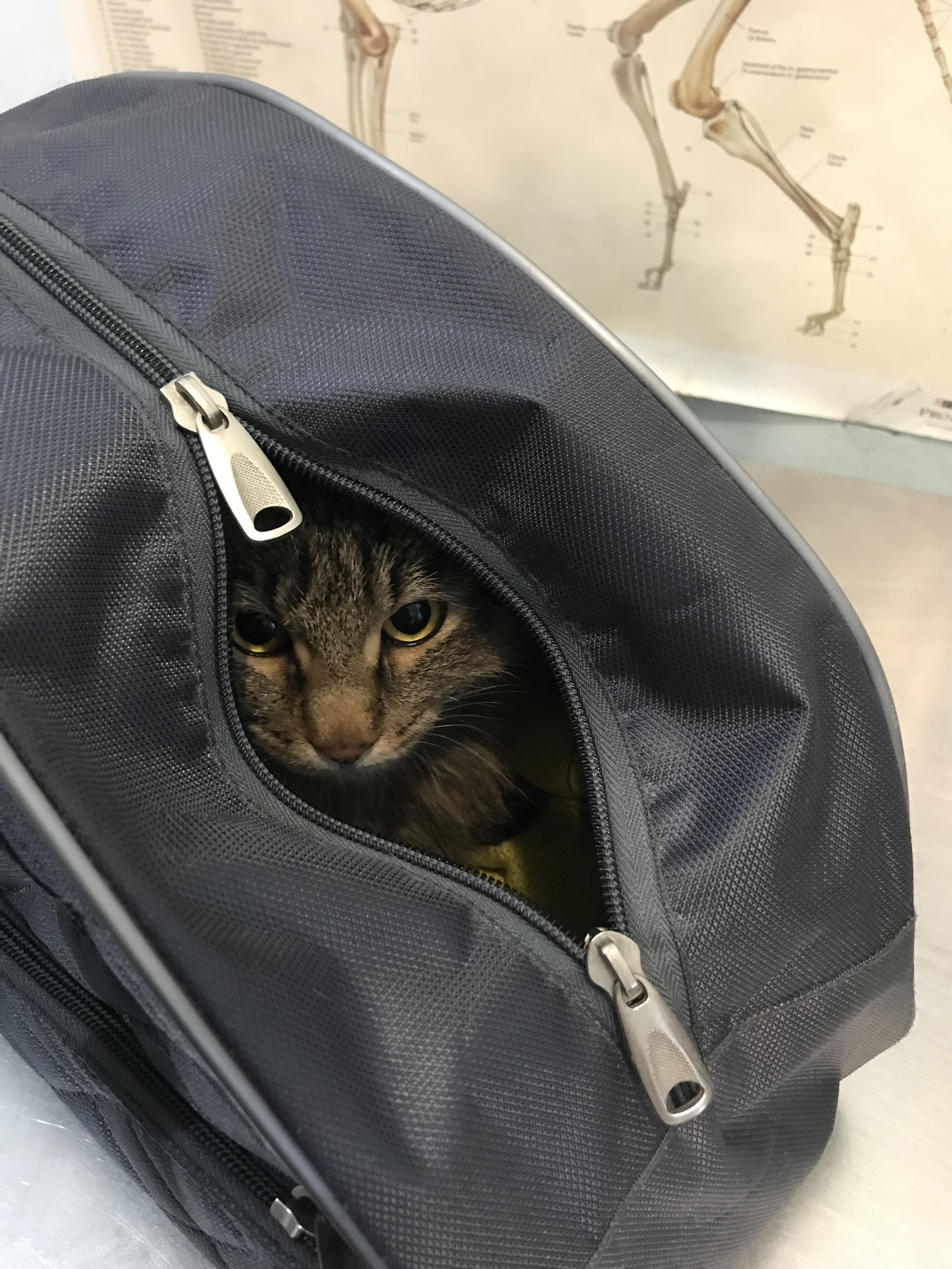 A trip to the veterinary clinic - My, cat, Vet, Fear, Courage, Longpost