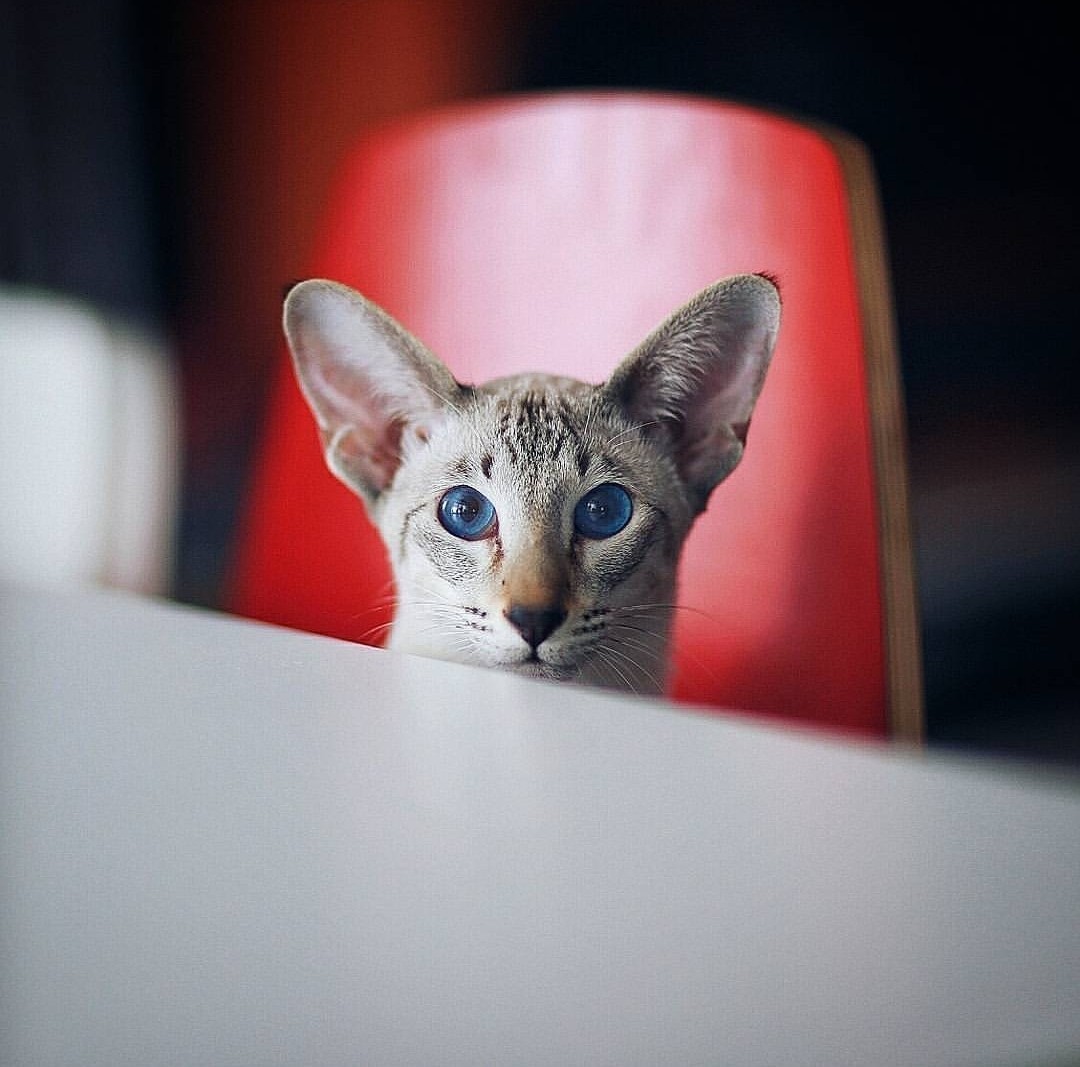 white walker cat - My, Oriental cats, oriental cat, Canon6d, cat