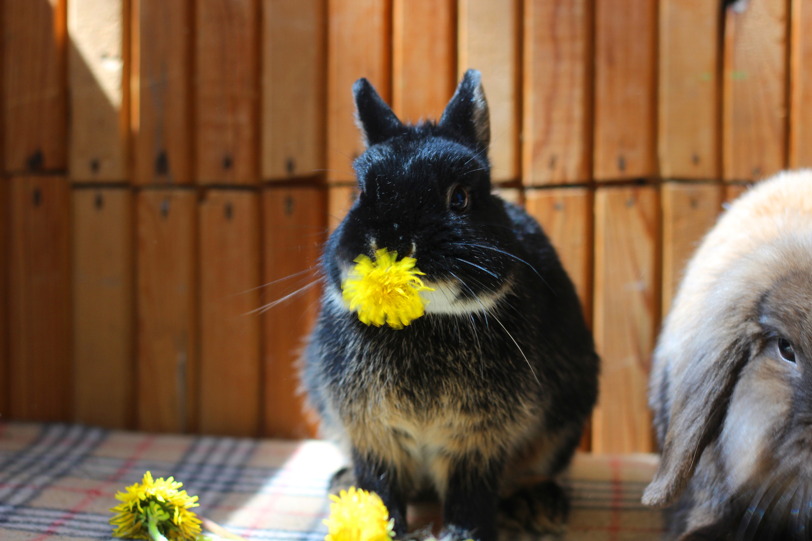 Ate the sun - My, Rabbit, Dandelion, Plants, The photo, Milota, Longpost