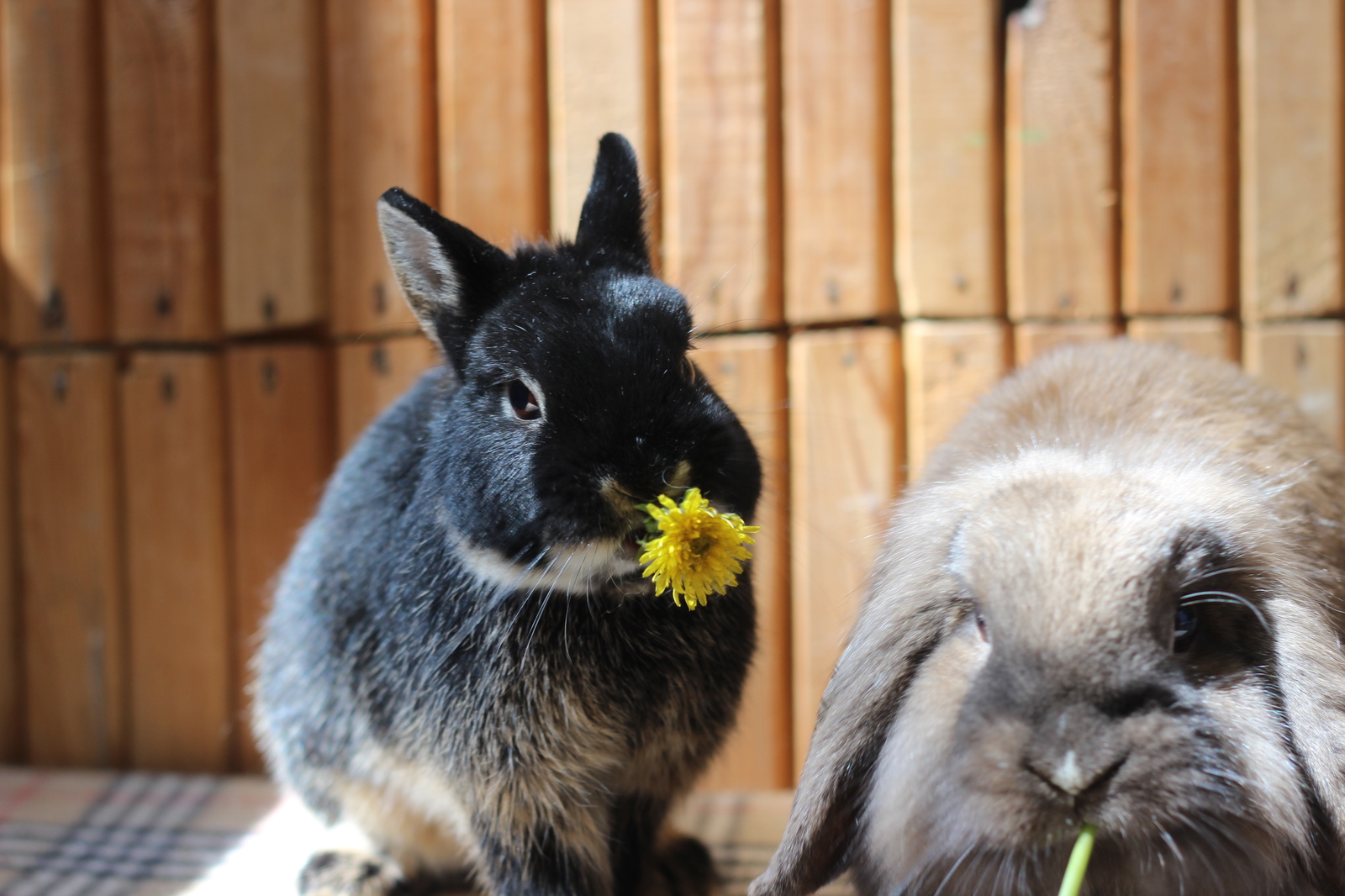 Ate the sun - My, Rabbit, Dandelion, Plants, The photo, Milota, Longpost