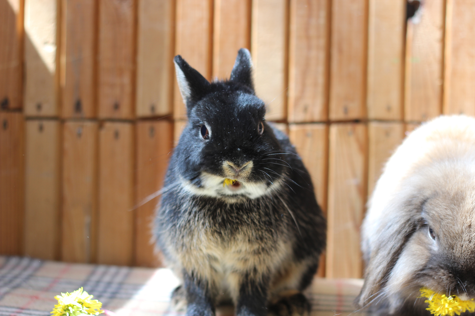 Ate the sun - My, Rabbit, Dandelion, Plants, The photo, Milota, Longpost