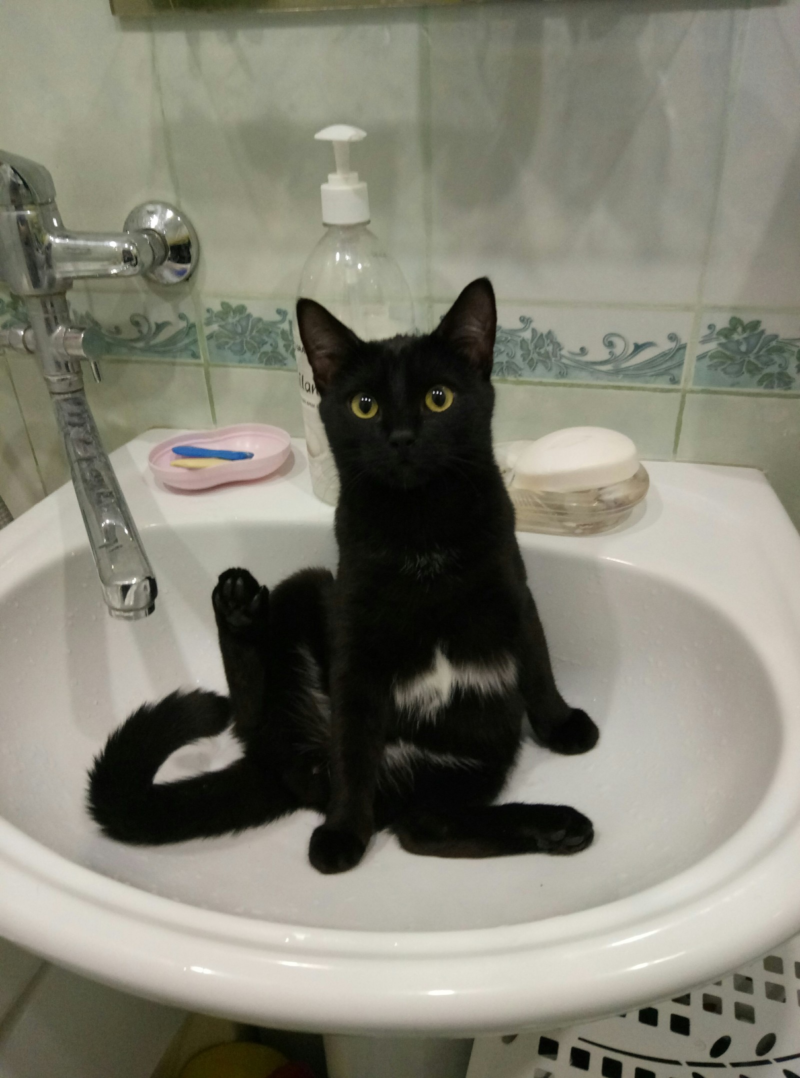 Just a cat in the sink. - My, cat, Catomafia, Hoba