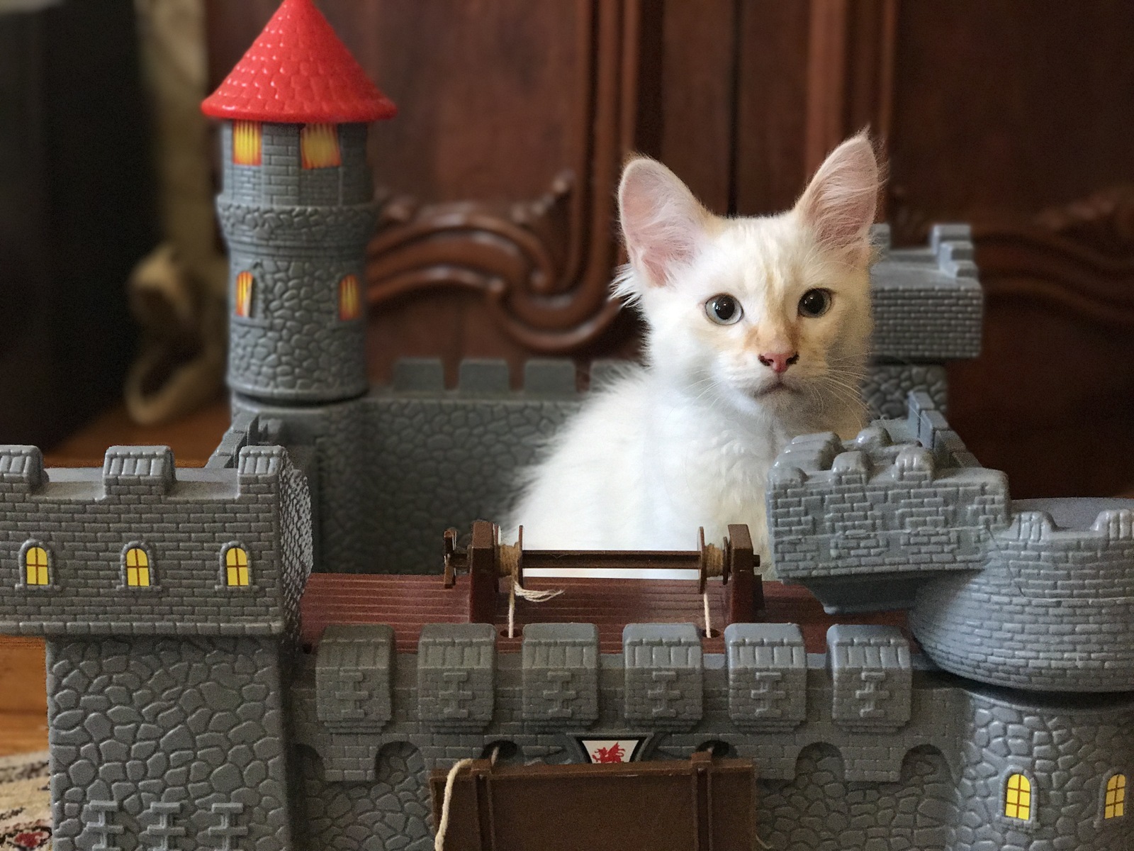 The owner of the castle grew up - cat, Catomafia, Lock