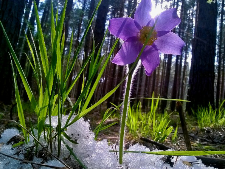 Dream herb - My, Snowdrops, , Flowers, Spring, Snowdrops flowers, Dream herb