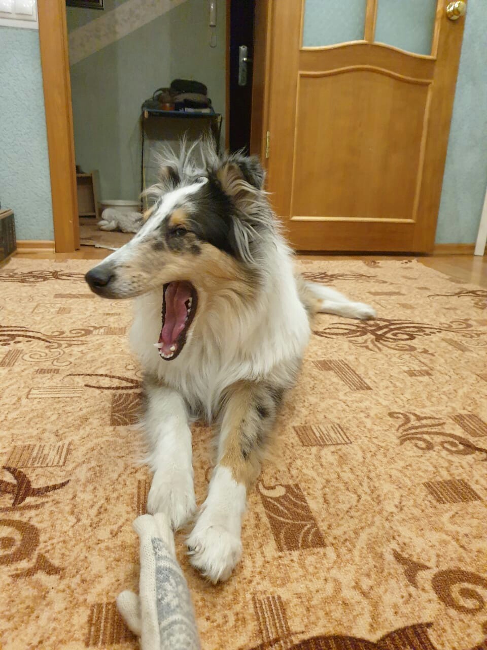 marble carrot - My, Dog, Collie, Longpost