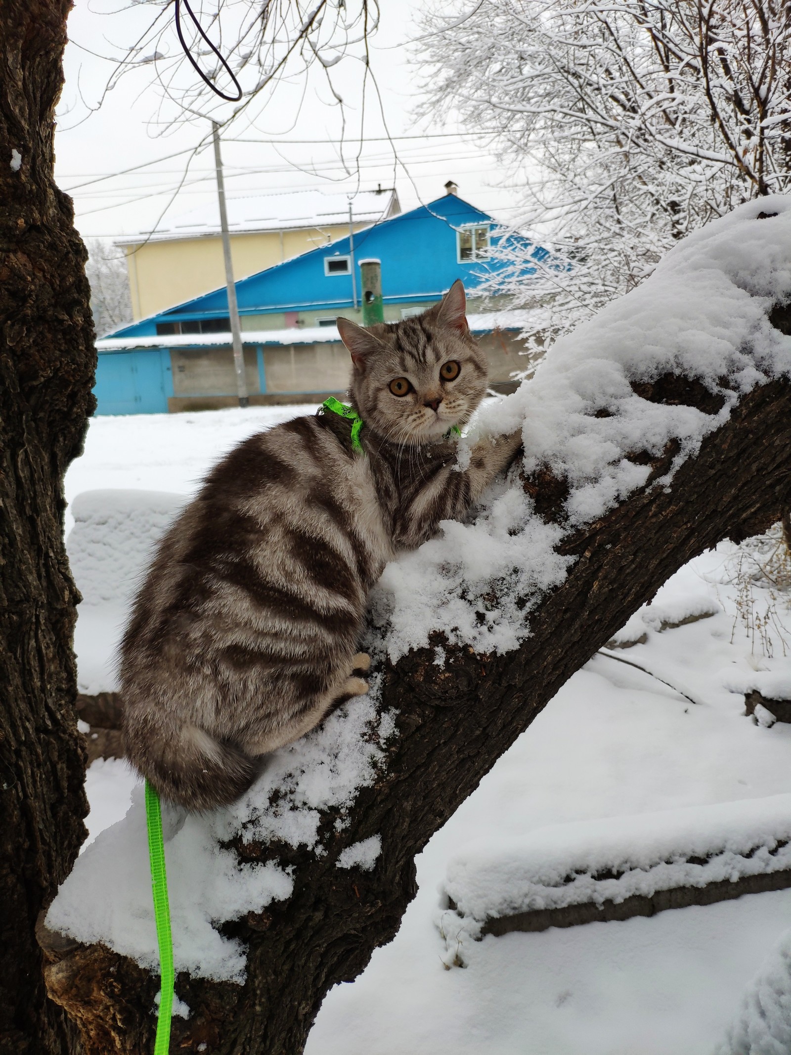 Hi all! Meet Motya and so she walks) - Walk, Leash, Scottish Straight, Longpost, cat