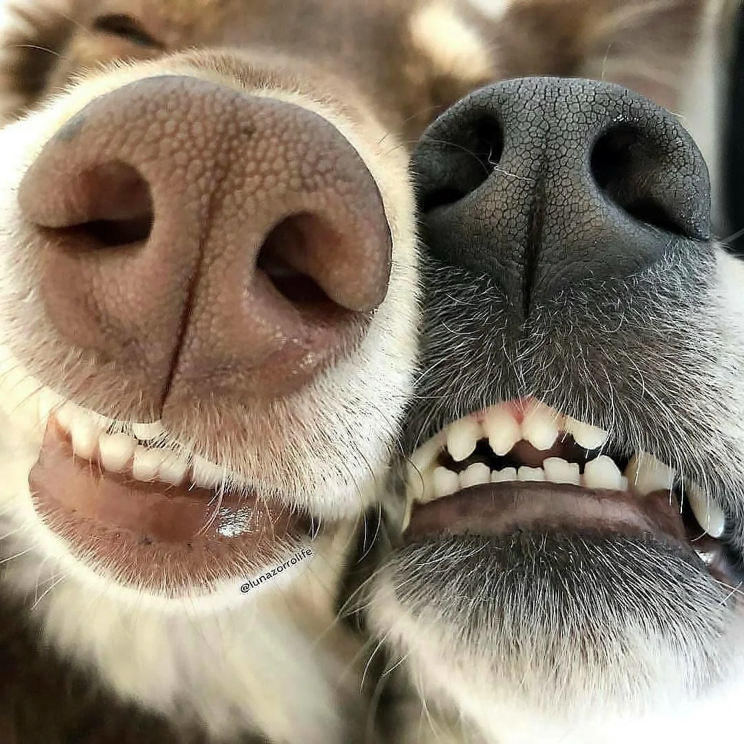 spouts - Dog, Smile, Nose, Animals