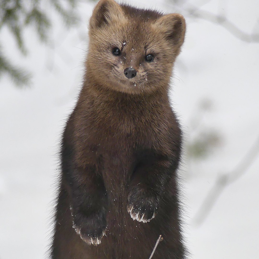 forest friend - Krasnoyarsk, Rescuers, Longpost, The photo, Sable